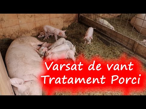 , title : 'Varsat de Vant la Porci (tratament veterinar)'