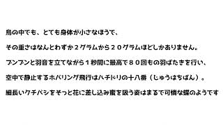 ハチドリ！