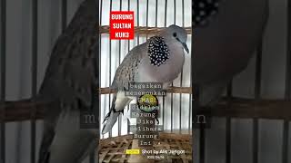 Download lagu Burung Tekukur kuk 3 Ternyata rajanya burung #short mp3 Download lagu Burung Tekukur kuk 3 Ternyata rajanya burung #short mp3