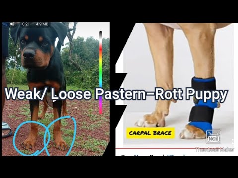 YouTube video about: How to strengthen weak pasterns in horses?