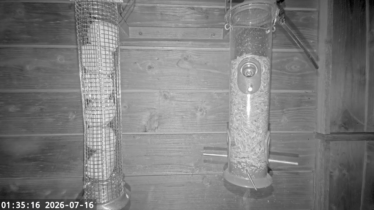 Live webcam view of Nower Wood Bird Feeder Cam