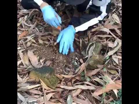 Restoration of American ZIPPO lighters left in Vietnam War in 1966 ! While we were searching for art