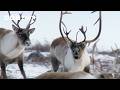 Winter S Ultimate Heavyweight Fight Earth S Great Seasons BBC Earth