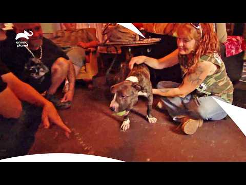Ein verletzter Pitbull und die Suche nach einem hoffnungsvollen Adoptivkind | Pitbulls & Parolees...