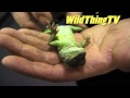 Animal wrangler Trevor Smith hypnotises lizard.
