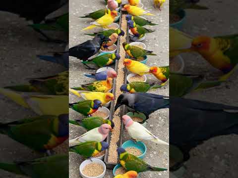 Crow Sound 🥰 Crows Join Colorful Talking Birds for a Peaceful Meal! 🦜 Bird Sound #animalsounds