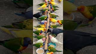 Crow Sound 🥰 Crows Join Colorful Talking Birds for a Peaceful Meal! 🦜 Bird Sound #animalsounds