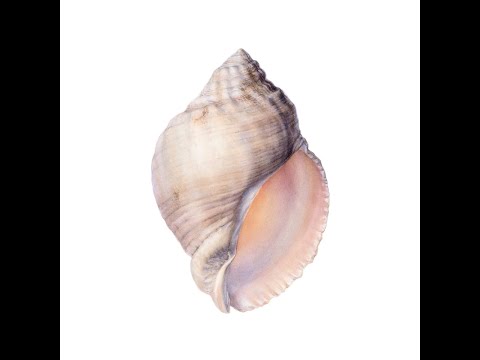 MNMT Premiere - Laura BCR - Tryptamine