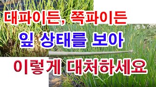 대파이든 쪽파이든 잎의 상태를 보아 이렇게 대처하세[요( 대파 재배, 대파 심기, 쪽파 재배, 쪽파 심기, …