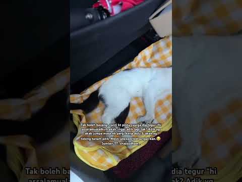 Hanya pencinta kucing sahaja faham perasaan kehilangan tu macam mana.😭😔