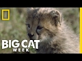 Cheetah Cubs First Adventure Big Cat Week
