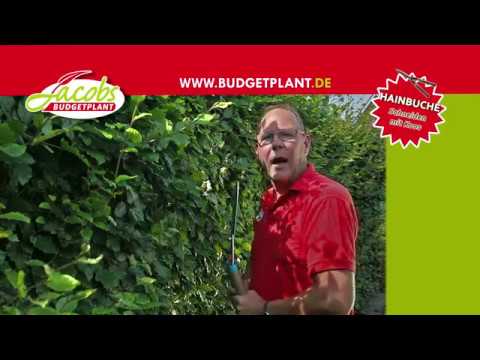 Buchen / Hainbuche schneiden | Wie und wann schneiden Sie eine Buche Hecke?