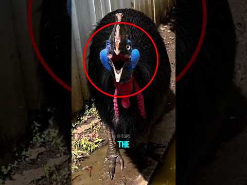 Top 5 Most SCARIEST Birds Sounds in The World! 😱🤯