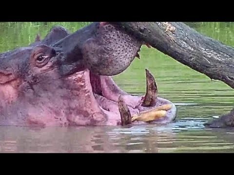 Djuma: Hippo playing with stick and big log.- 17::50 - 03/14/20