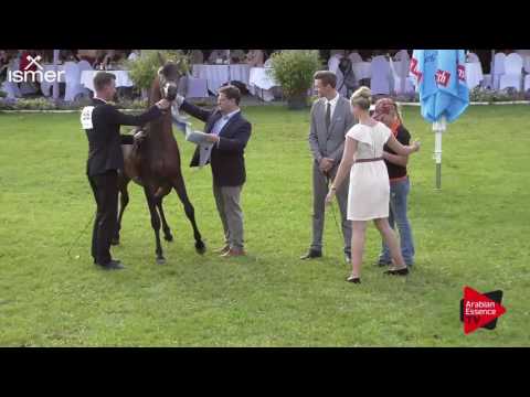 2 nd place   N.58 MARWADEE DEL MAR - Ströhen 2017 C-Show - Junior Colts Championship (Class 17)