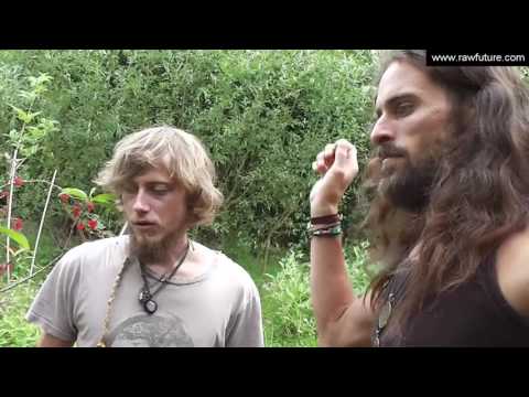 Permakultur im Juli: Richtiges Saatgut, selbstgebauter Hochleistungsmixer & Veredelung von Kirschen