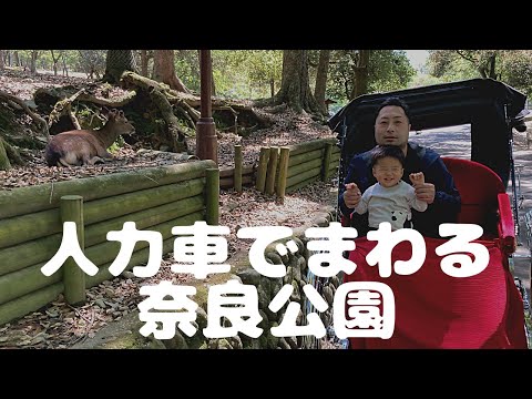 こども学科 【オフ動画】奈良公園"人力車"で鹿観察