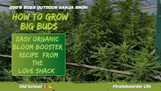ODG’s 2023 OGG How to Grow Big Buds…Easy Organic Bloom Booster Recipe from the Love Shack