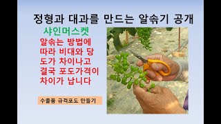 샤인머스켓 알솎는방법에 따라 가격이 바뀐다???