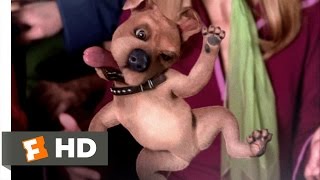 Scooby-Doo (6/10) Movie CLIP – Scrappy-Doo (2002) HD