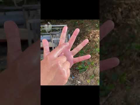 これがミミズが植物毒から身を守る方法です