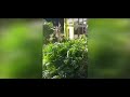 thumbnail text