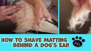 How To Shave Matting Behind a Dog’s Ear – Gina’s Grooming