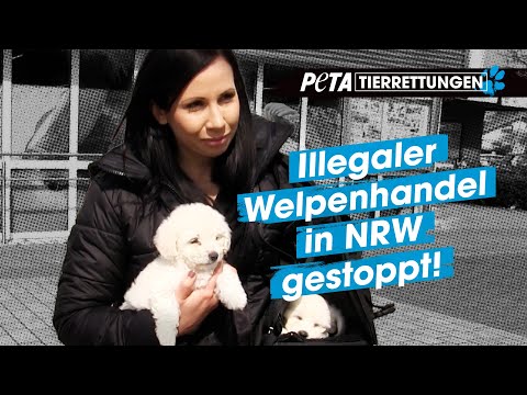 Illegaler Welpenhandel in NRW aufgedeckt | PETA Tierrettungen