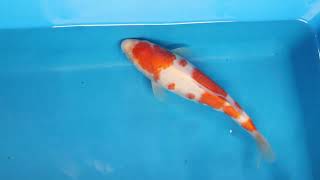 video van Meerstaps Kohaku 2301013