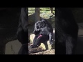 Monkey Handjob