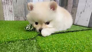 ハーフ犬の動画01