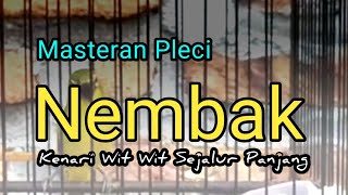 Download lagu Masteran pleci nembak kenari wit wit sejalur panjang mp3