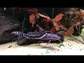Leiarius pictus Leiarius pictus