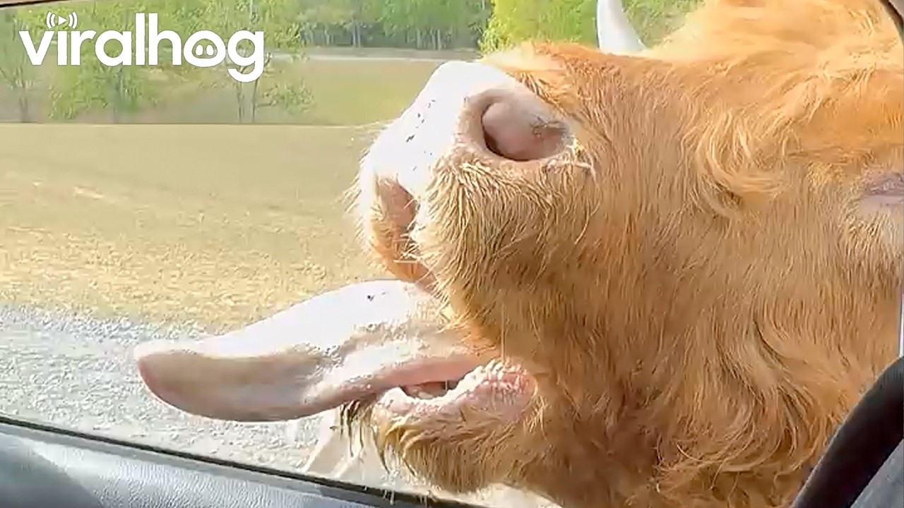 Tender Cow With a Long Tongue || ViralHog
