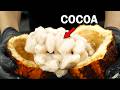 Making Chocolate From Scratch To Feed An Addiction