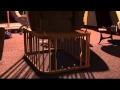 Jack Jack Attack Mp4