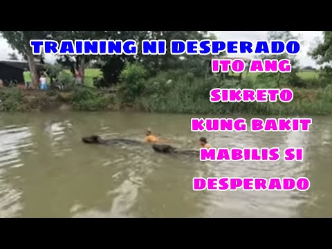 EP,958. training ni desperado ito ang sikreto kung bakit mabilis si desperado