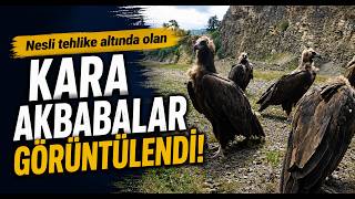 Nesli Tehlike Altında Olan Kara Akbabalar Görüntülendi