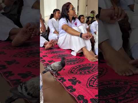 A bird appeared while giving instructions by Bhikkhu Pannakara in Srilanka today