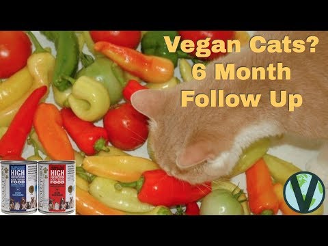 Vegan Cat Study 6 Month Follow Up