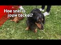 Alles uit de kast voor te titel Snelse Teckel van Brabant