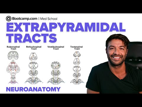 Extrapyramidal Tracts & Clinical Signs | Rubrospinal, Reticulospinal, Vestibulospinal & Tectospinal
