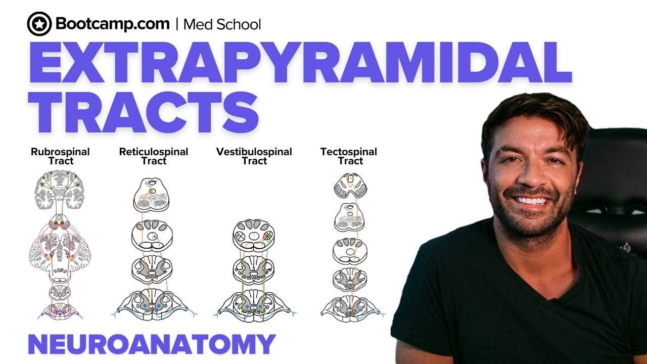 Extrapyramidal Tracts & Clinical Signs | Rubrospinal, Reticulospinal, Vestibulospinal & Tectospinal