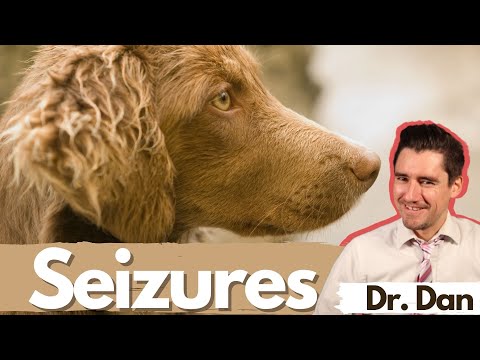 Dog seizures.  Dr. Dan covers symptoms, diagnosis, and treatment of seizures in dogs.