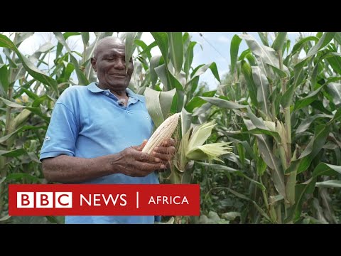 Farmers doubling their crop yields with solar-powered tractor - BBC Africa