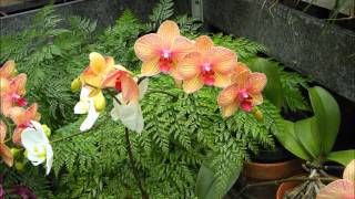 Let Me Call You Sweetheart - Backing Track With Lyrics