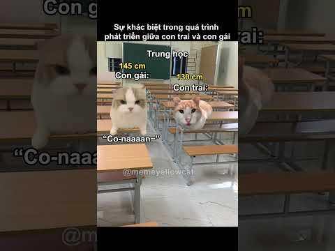 sự khác biệt về tăng trưởng giữa bé trai và bé gái #funnycats #catmemes #memes