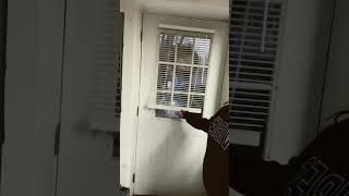 Cordless Mini blind | Inexpensive &amp; quick installation #windowtreatments #homeownership #miniblinds