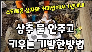 상추"스티로폼 상자와 커피컵 으로 물 안주고 1년내내 먹는 기발한방법! #상추수경재배 #상추키우기 #상추재배…