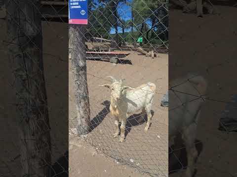 ÑANDÚ Y CABRAS. " LAGO DE LOS CISNES ".